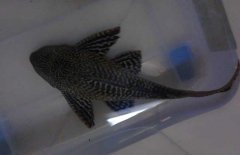 清道夫魚怎么飼養？