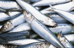 沙丁魚是什么魚 沙丁魚的營養價值
