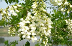孕婦能吃槐花嗎？