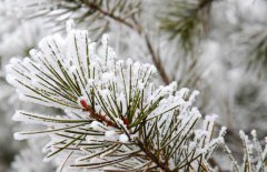 雪松和云杉的區別你知道嗎？