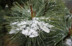 雪松和紅松的區別表現在幾個方面