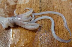 魷魚和什么相克？