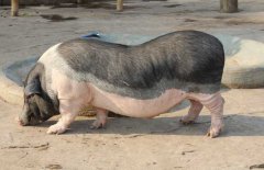 香豬吃什么食物，香豬的飼料種類與搭配原則
