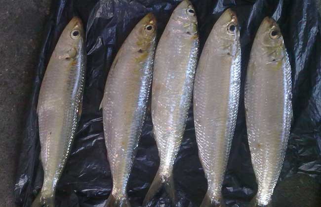 沙丁魚和金槍魚的區別