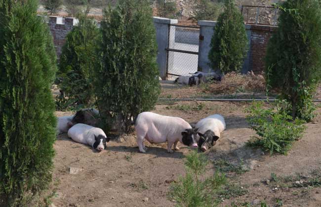香豬飼養方法