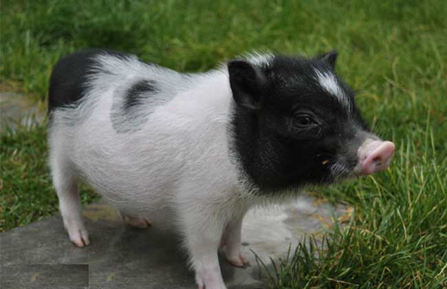 香豬飼養管理技術