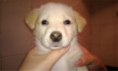 犬瘟熱的癥狀有哪些？犬瘟熱的防治與預防方法