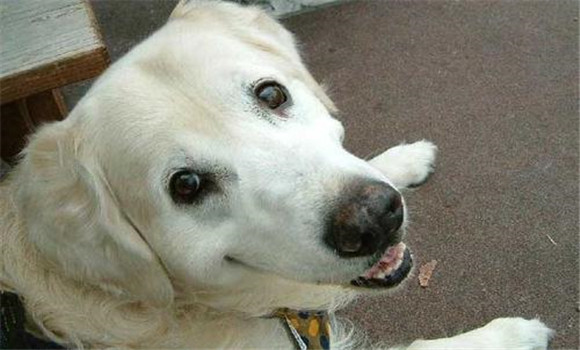 犬瘟熱的癥狀表現