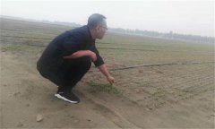 種植香菜的方法：香菜如何整地、播種與間苗定