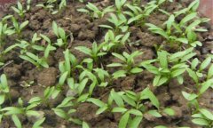 香菜一般在幾月播種，香菜重茬幾年才可以種植
