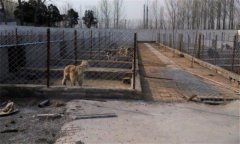 肉狗養殖對場地有什么要求，狗舍怎么建設