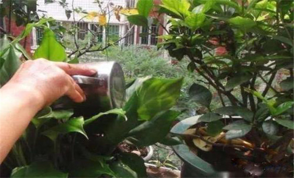 淘米水發酵后澆灌哪些花卉
