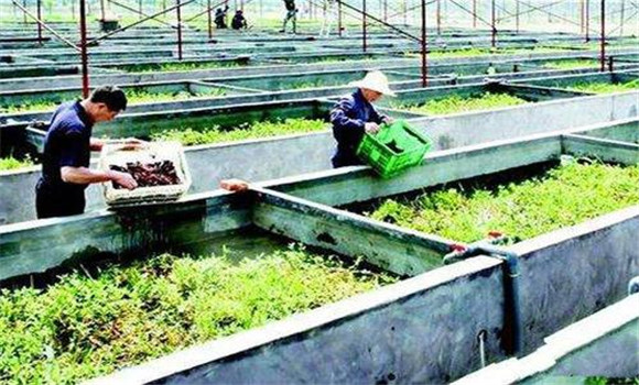 小龍蝦怎么養、需做哪些工作