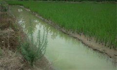 小龍蝦可以和稻田魚混養嗎 稻田養殖小龍蝦技術