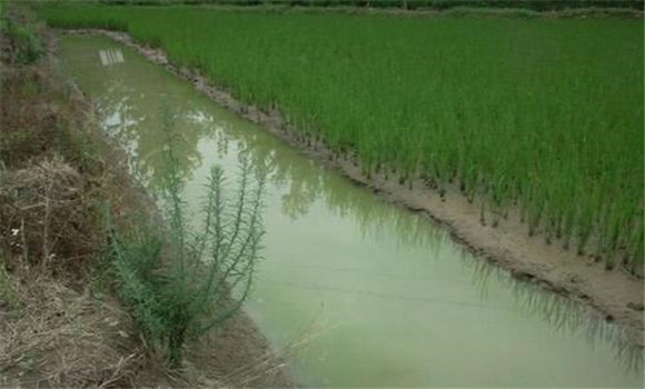 小龍蝦可以和稻田魚混養嗎？