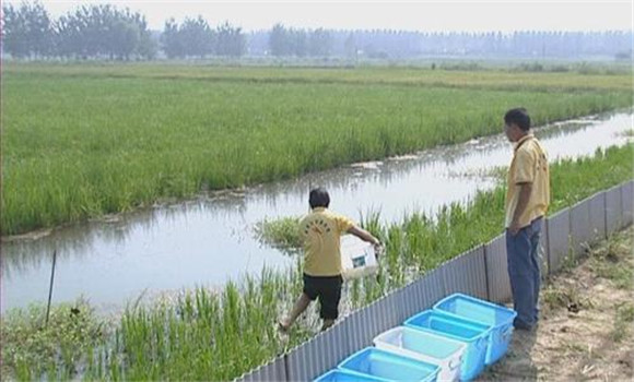 稻田養殖小龍蝦技術