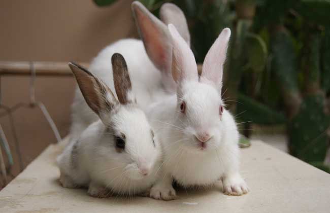 兔子飼養管理技術