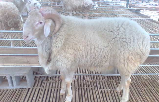小尾寒羊的飼養技術