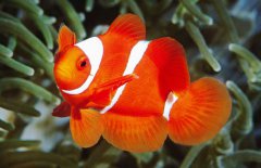 小丑魚是淡水魚嗎？