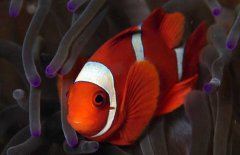 小丑魚吃什么飼料？