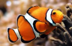 小丑魚好養嗎？