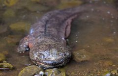 大鯢是什么動物、是幾級保護動物？