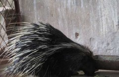 豪豬是幾級保護動物，豪豬刺掉了還會長嗎？