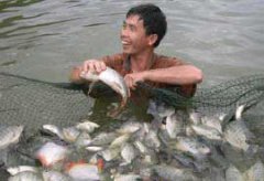 羅非魚的放養規格與密度 羅非魚放養前準備工作