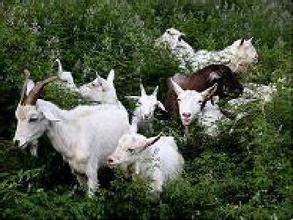 肉羊飼養管理技術要點
