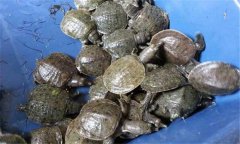 野生甲魚和養殖的甲魚有什么區別 如何購買甲魚