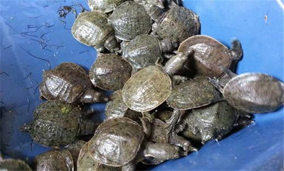 野生甲魚和養殖的甲魚有什么區別