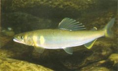 香魚是什么魚，香魚的主要產地在哪里？