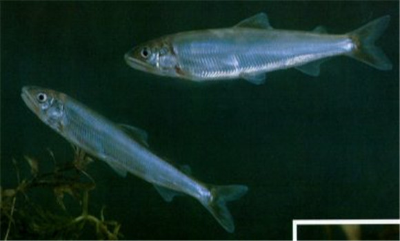 香魚的生活規律