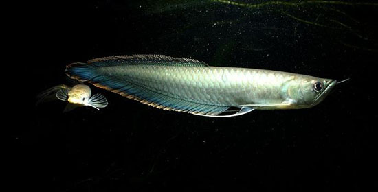 黑龍魚怎么養 黑龍魚的養殖方法技巧