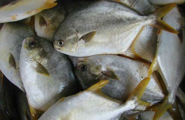 金鯧魚飼養管理要點