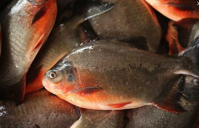 鯧魚養殖方法