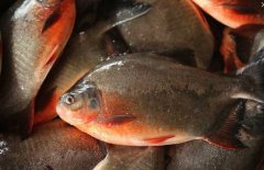 紅鯧魚是海魚還是河魚 紅鯧魚養殖技術要點