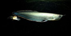 黑龍魚怎么養 黑龍魚的養殖方法技巧