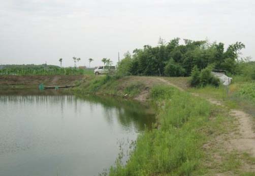 對蝦養殖基地的蝦池