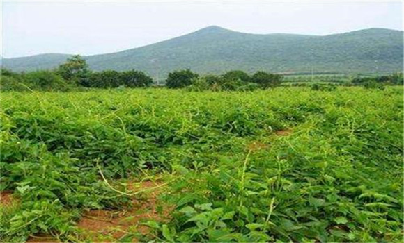 山藥的施肥規律與施肥量