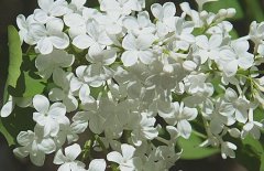 五月丁香北京香，北方丁香花期在五月