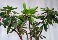 怎樣栽培瑞香花 瑞香花的養殖方法