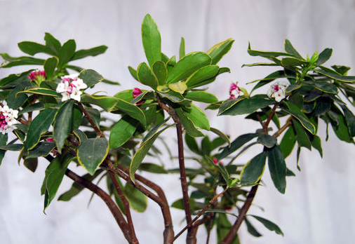 瑞香花的養殖方法