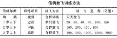 信鴿的飼養與訓練方法與注意要點