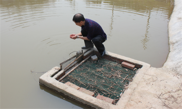 養魚水質不好怎么辦