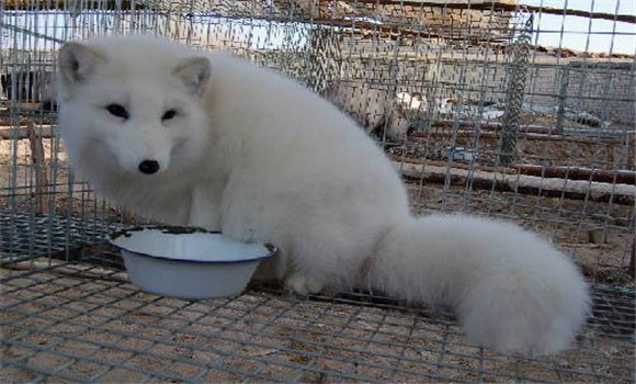 銀狐的飼養管理
