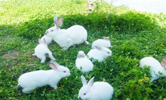 仔兔的飼養管理
