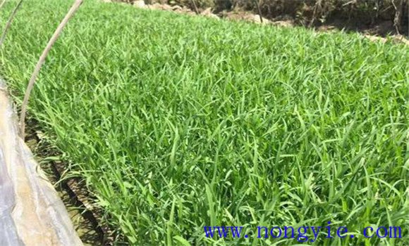 大棚黃瓜、水稻、菠菜高效種植模式簡介