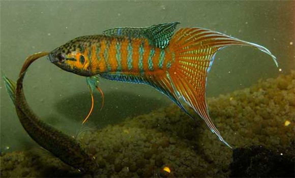 中國斗魚怎么養