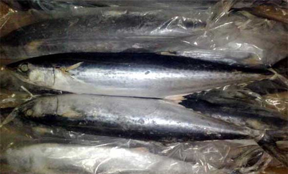 馬鮫魚養殖